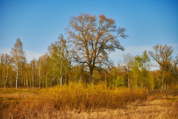 Fototapeta premium Spring trees in the forest at sunset