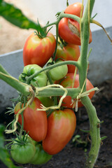 In July, tomatoes ripen in the greenhouse bed.