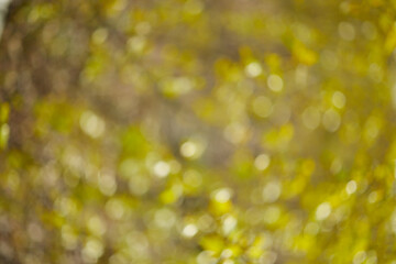Bokeh of green forest in early spring