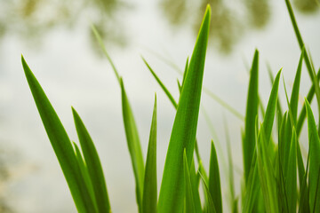 Closeup of grass texture in spring forest.