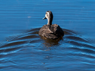 duck swimming lake ripples