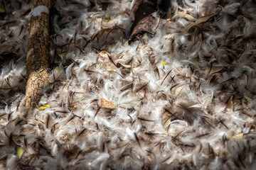 pile of penguin feathers in a nest