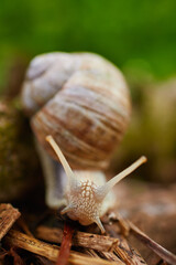 Closeup of a snail on a tree branch in a forest.