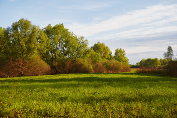 Obraz premium Panoramic view of deciduous forest in spring.