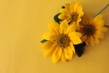 Bouquet of decorative sunflowers on yellow background with copy space. Top view, selective focus