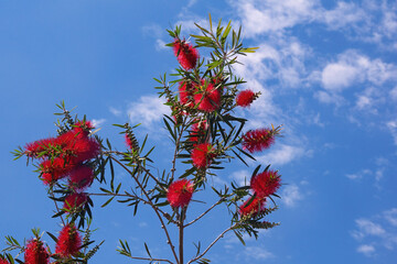 Red flowers of Callistemon viminalis ( Melaleuca viminalis, Weeping Bottlebrush) against blue sky