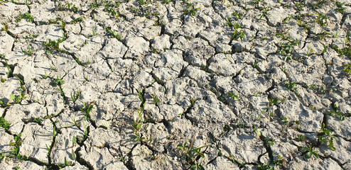 Panorama of cracked earth with grass during a drought.