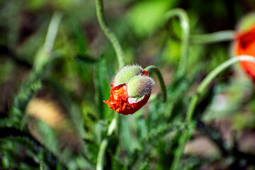 Obraz premium bud of red poppy close-up. macro photo.