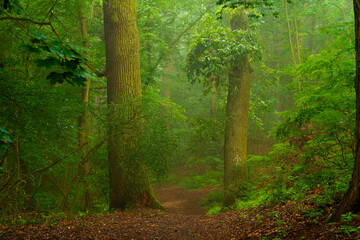 Forest way on a Wet and slightly foggy early Morning in the summer