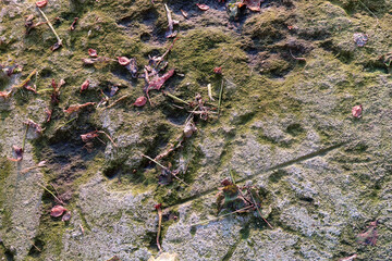 Weathered stone texture with plant parts, leaves and moss. Background image.