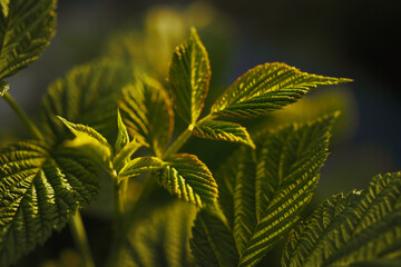 Close-up of raspberry leaves in the garden at sunset. Relief leaves of raspberry. Shallow depth of field