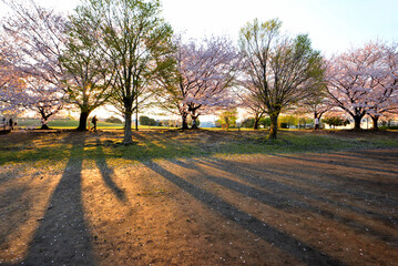 Obraz premium 寒川中央公園の満開のサクラ