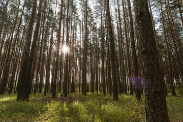 Panoramic view of the pine forest in spring.