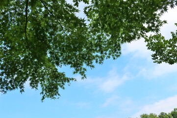 新緑　爽やか　もみじ　青空　風景　茨城