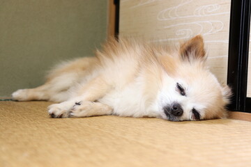 ゴロ寝チワワ
sleeping  Chihuahua