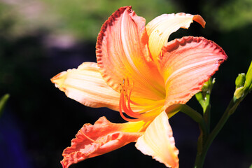 Fototapeta premium Orange lily flower. Natural background. Blooming in the park in summer
