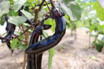 ナス　家庭菜園