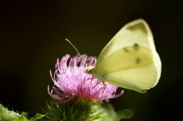 butterfly on thistle