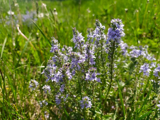 Obraz premium Wildflowers in spring