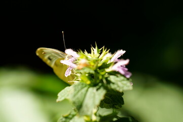 butterfly on a flower