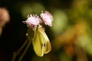 butterfly on flower