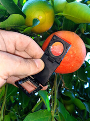 Supervisor tests citrus fruits of the citrus trees with a handheld magnifier for insect pests 
