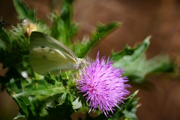butterfly on thistle