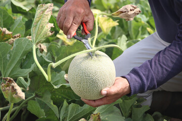 メロンの収穫　品種：クインシー