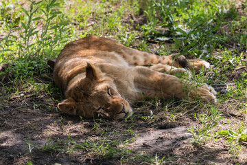 Fototapeta na wymiar Young lion child laying in the grass and rest - horizontal