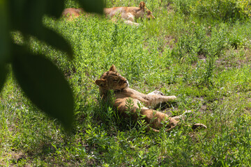Plakat Youung lions laying in the grass and sleep