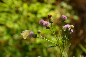 butterfly on a flower