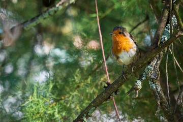 European Robin Erithacus rubecula Perched on Brnach O Seixo Mugardos Galicia
