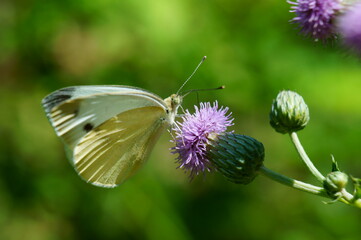 butterfly on a flower