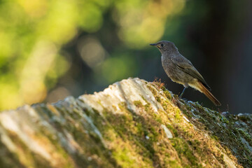 Black Redstart Phoenicurus ochruros Perched on Stone Wall O Seixo Galicia