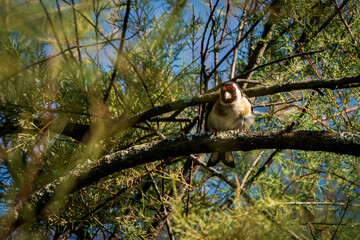 European Goldfinch Carduelis carduelis Perched on Tree Branch O Seixo Galicia
