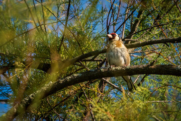 European Goldfinch Carduelis carduelis Perched on Tree Branch O Seixo Galicia