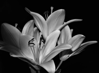 white lily on black