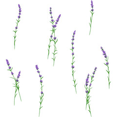 Fototapeta na wymiar Set of beautiful lavender brunches in blossom