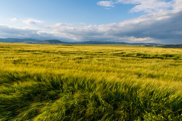 Yellow and Green wheaten sprouts in the field and cloudy sky. spring landscape. Slovakia