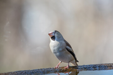 バードバスで遊ぶシメ