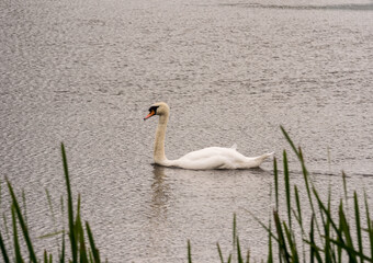 Mute swan on tatton park mere, tatton park, knutsford, Cheshire