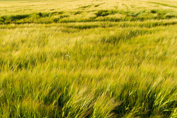 Obraz na płótnie Canvas Yellow and Green wheaten sprouts in the field and cloudy sky. spring landscape. Slovakia