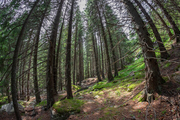 Retezat national park, Hunedoara county, Carpathian mountains, Romania