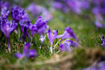 Crocus heuffelianus, beautiful flowers in the mountains
