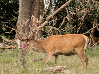 Red deer at Tatton Country park, Knutsford, Cheshire, UK