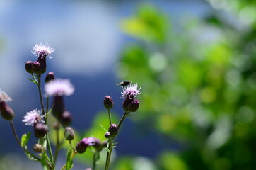 Scenery and natural surroundings in Båsta, Skåne, Sweden 