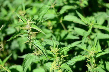 Nettle plant, edible and medicinal plant.