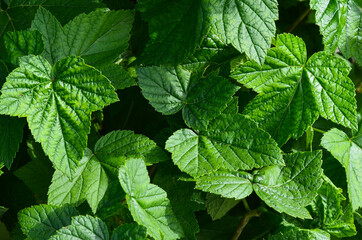 Fototapeta na wymiar Background or texture green currant leaves