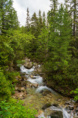 Fototapeta na wymiar Mountain stream in green forest at spring time, slovakia tatras