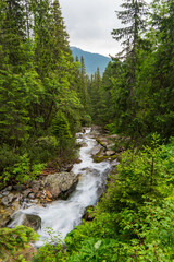 Fototapeta na wymiar Mountain stream in green forest at spring time, slovakia tatras